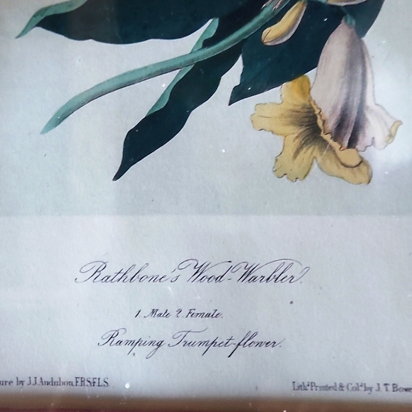 Rare Early-19th Century London Original John J. Audubon Hand-Coloured Engraving - Picture 4 of 6